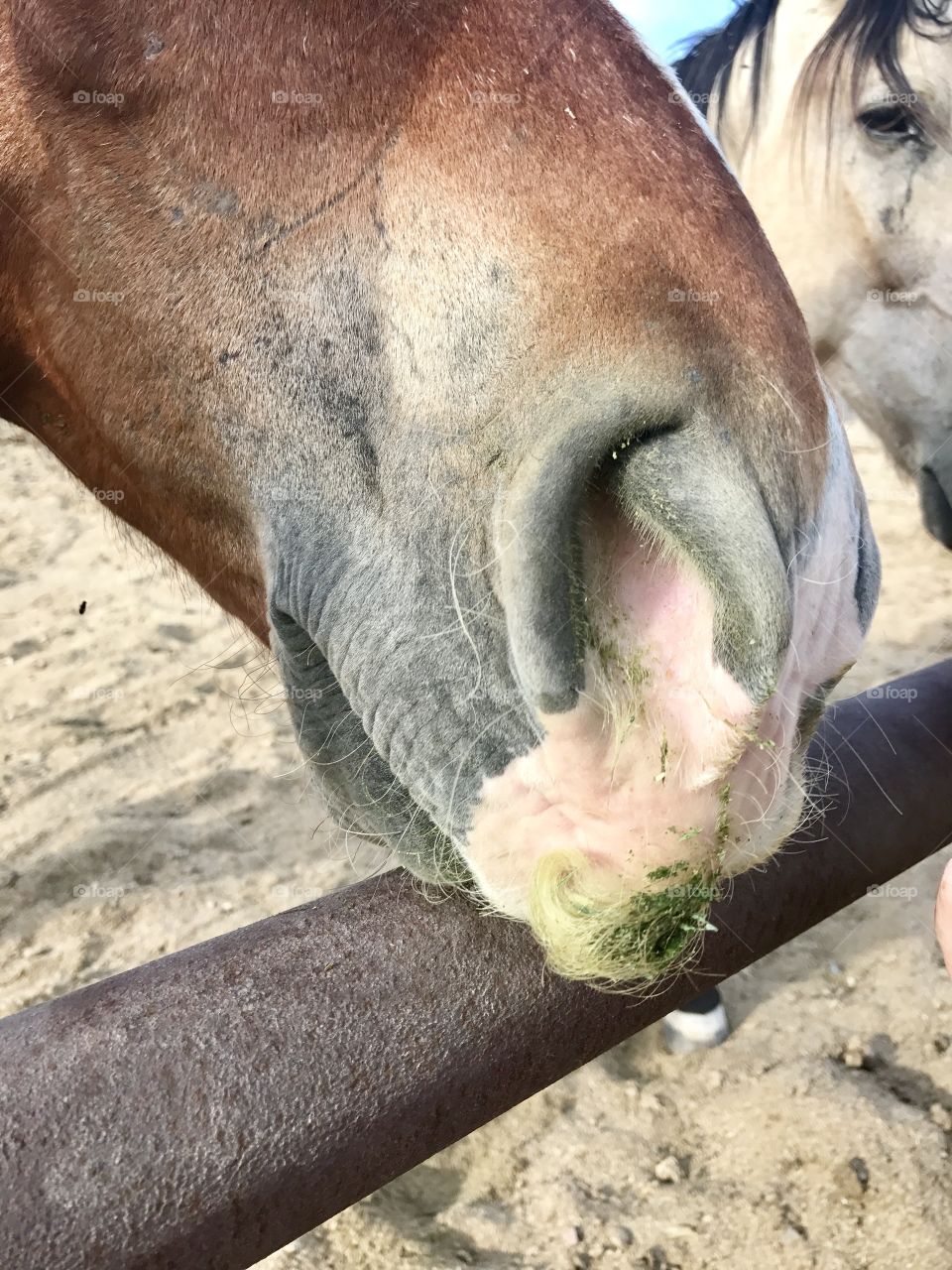 Horsey ‘stache 