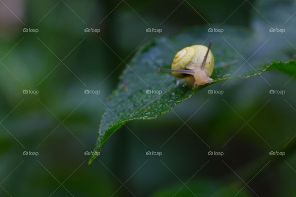 Close-up of a snail on green leaf
