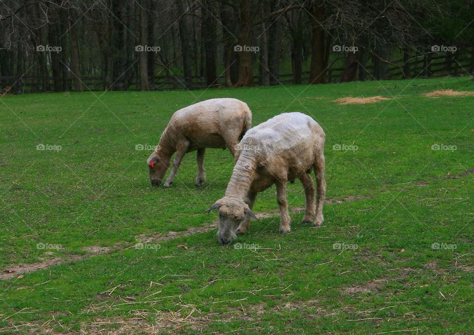 Sheep Grazing