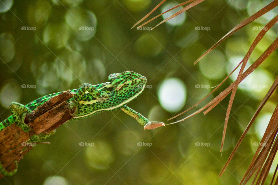 chameleon on a tree trying to reach another one