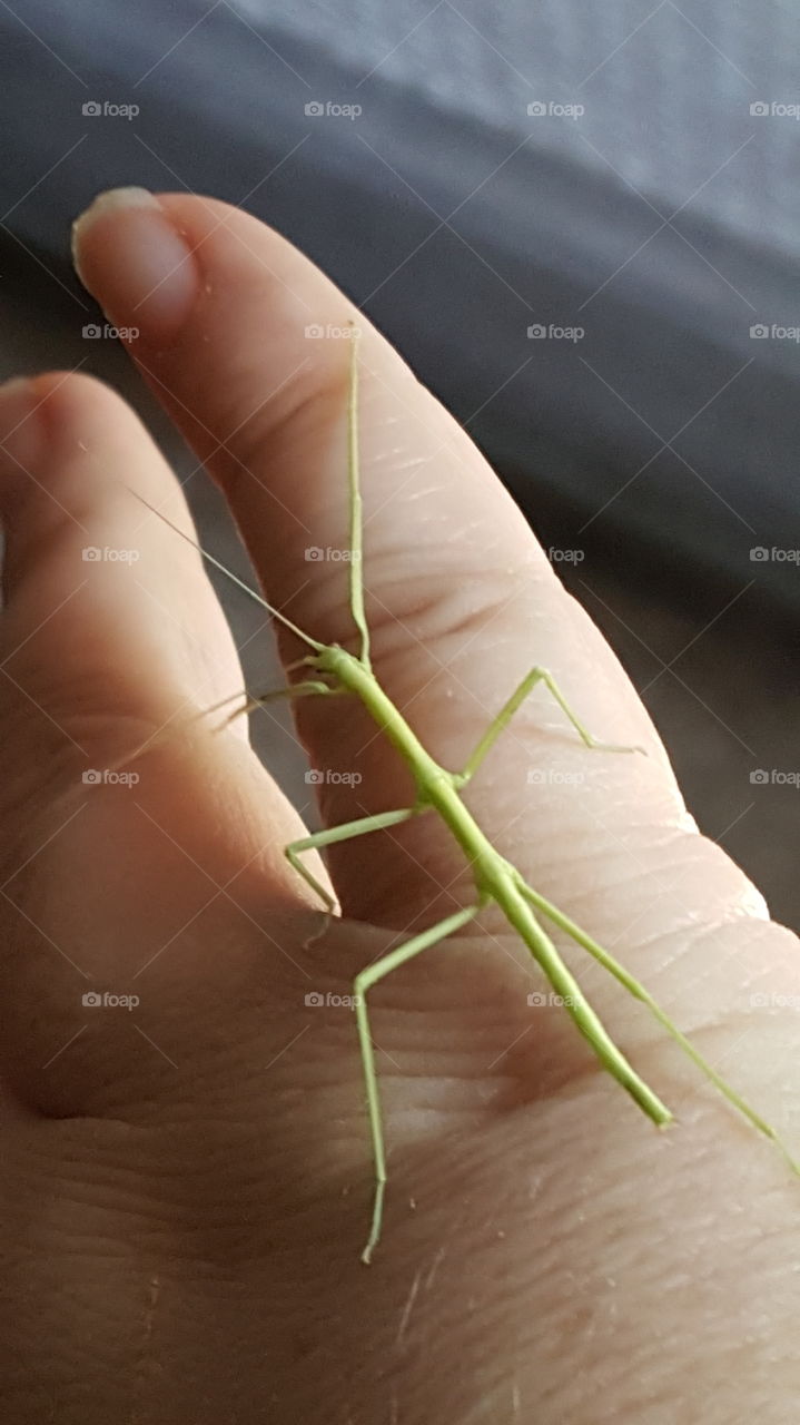 walking stick bug insect on fingers of hand