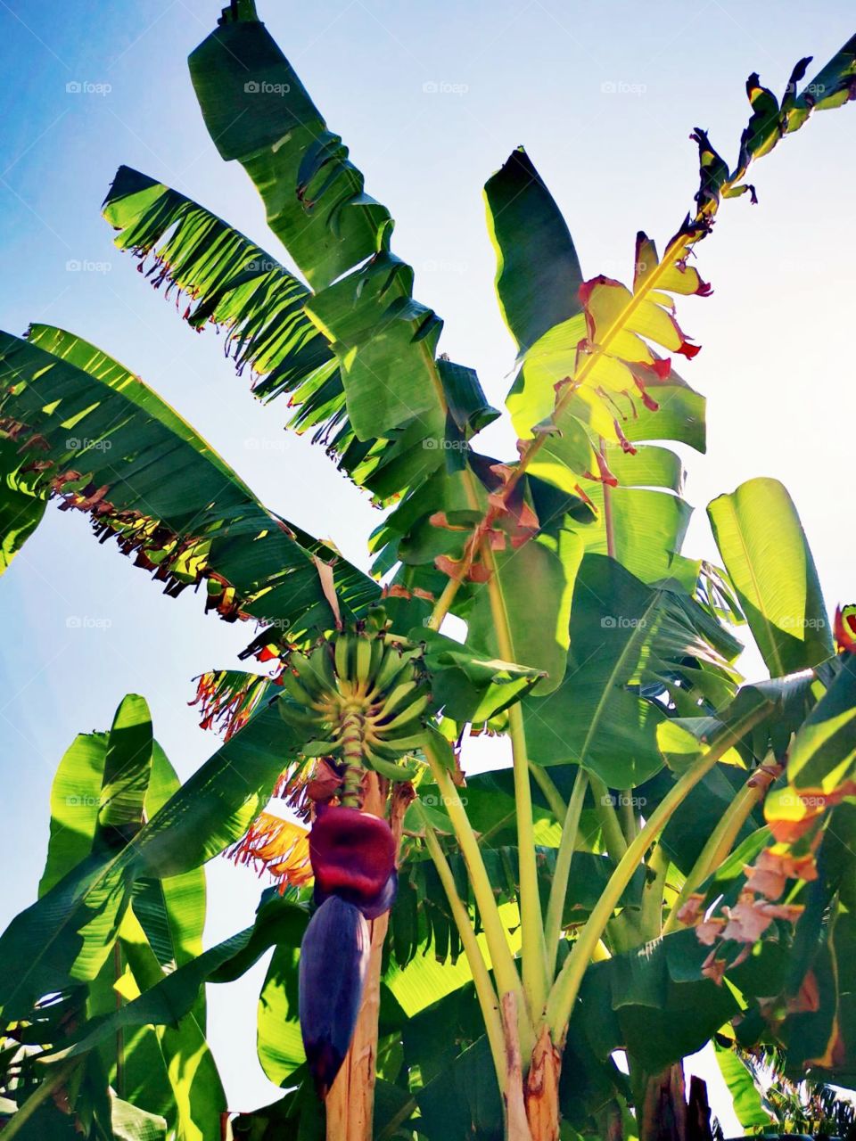 A colorful photo of banana palm tree growing in the summer. With shinning sunlight.