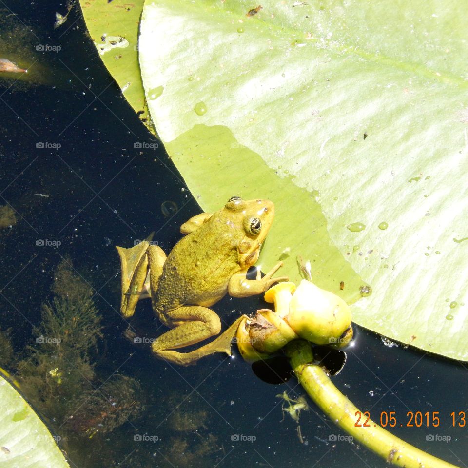 frog on leaves in Danube Delta