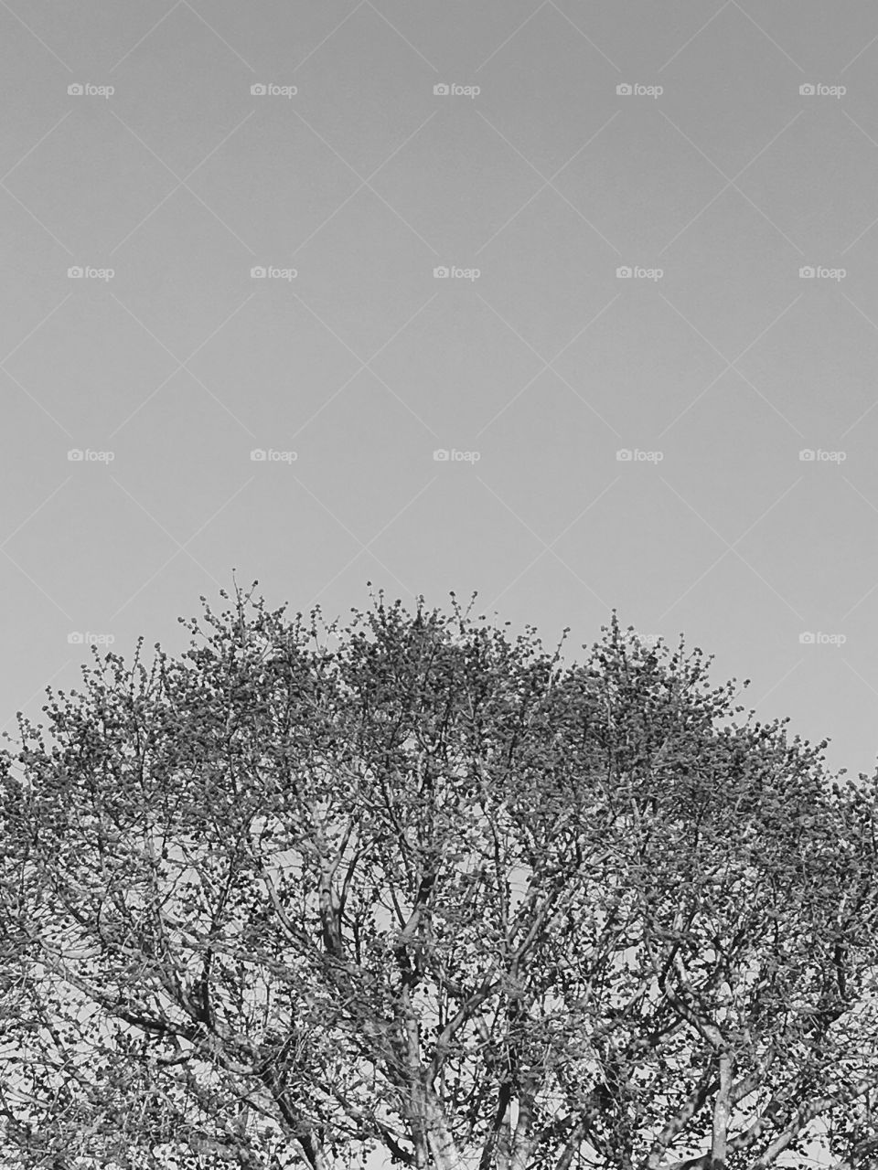 Trees texture 