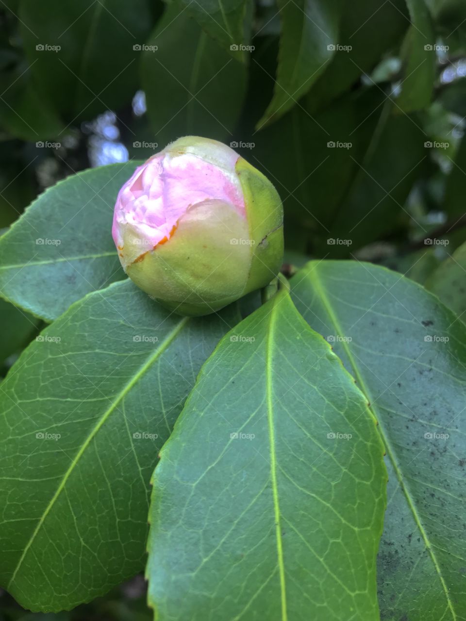 Exterior daylight.  Crescent Beach, Surrey, BC, CA.  Closeup.  A tight pink camellia bud is about to burst open