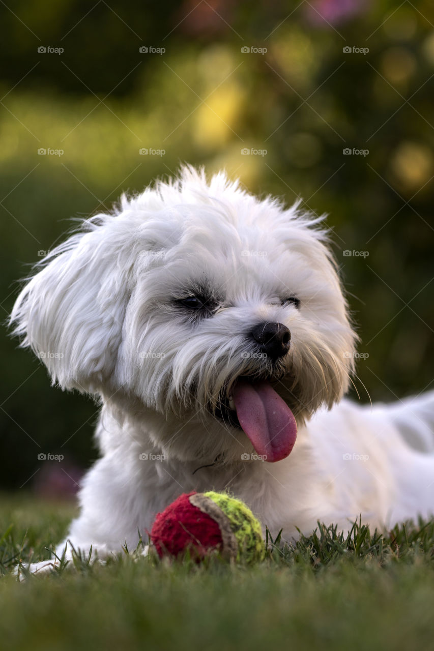 A portrait of a small white boomer dog lying in the grass with its ball, ready to play fetch.