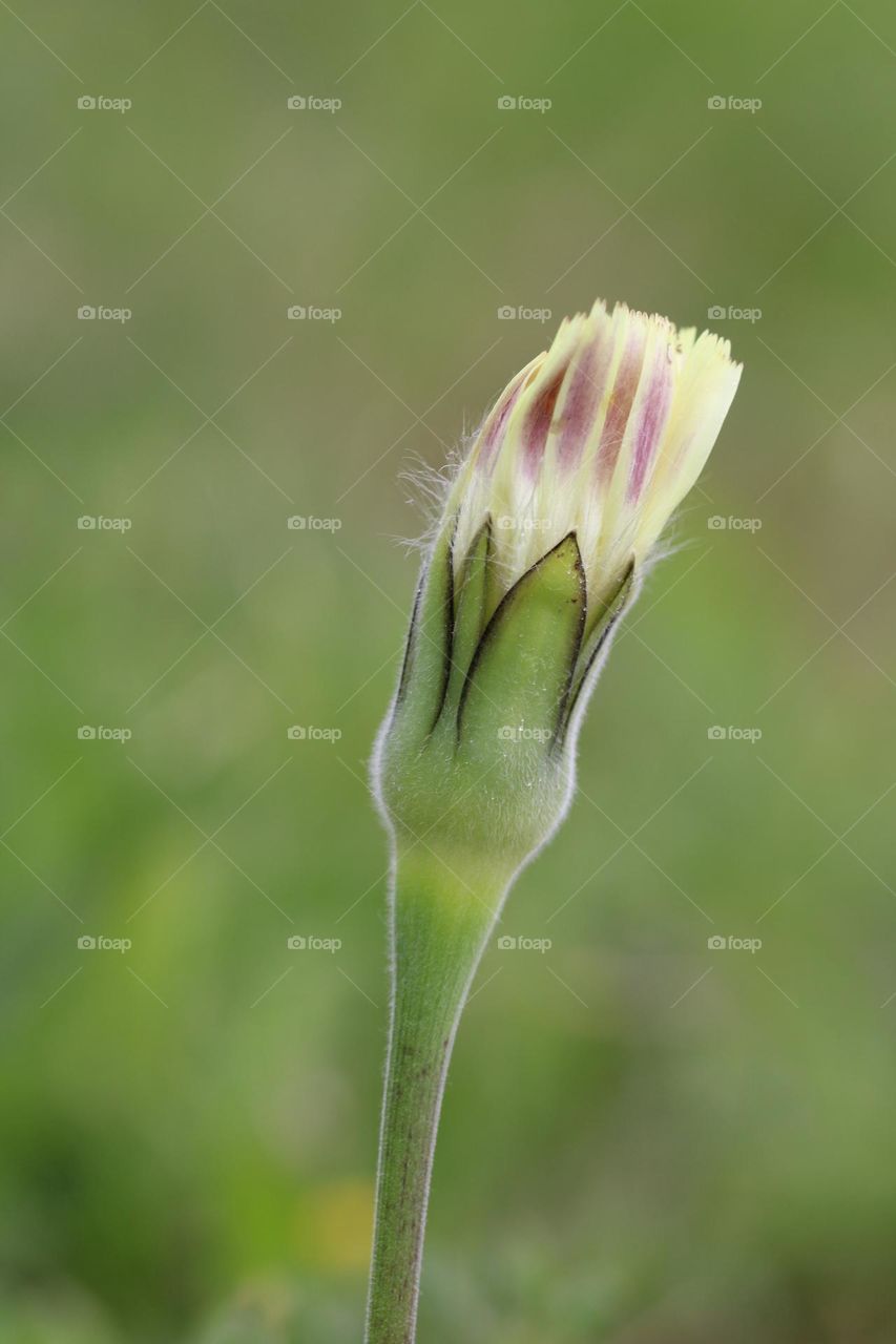 beautifull original nature