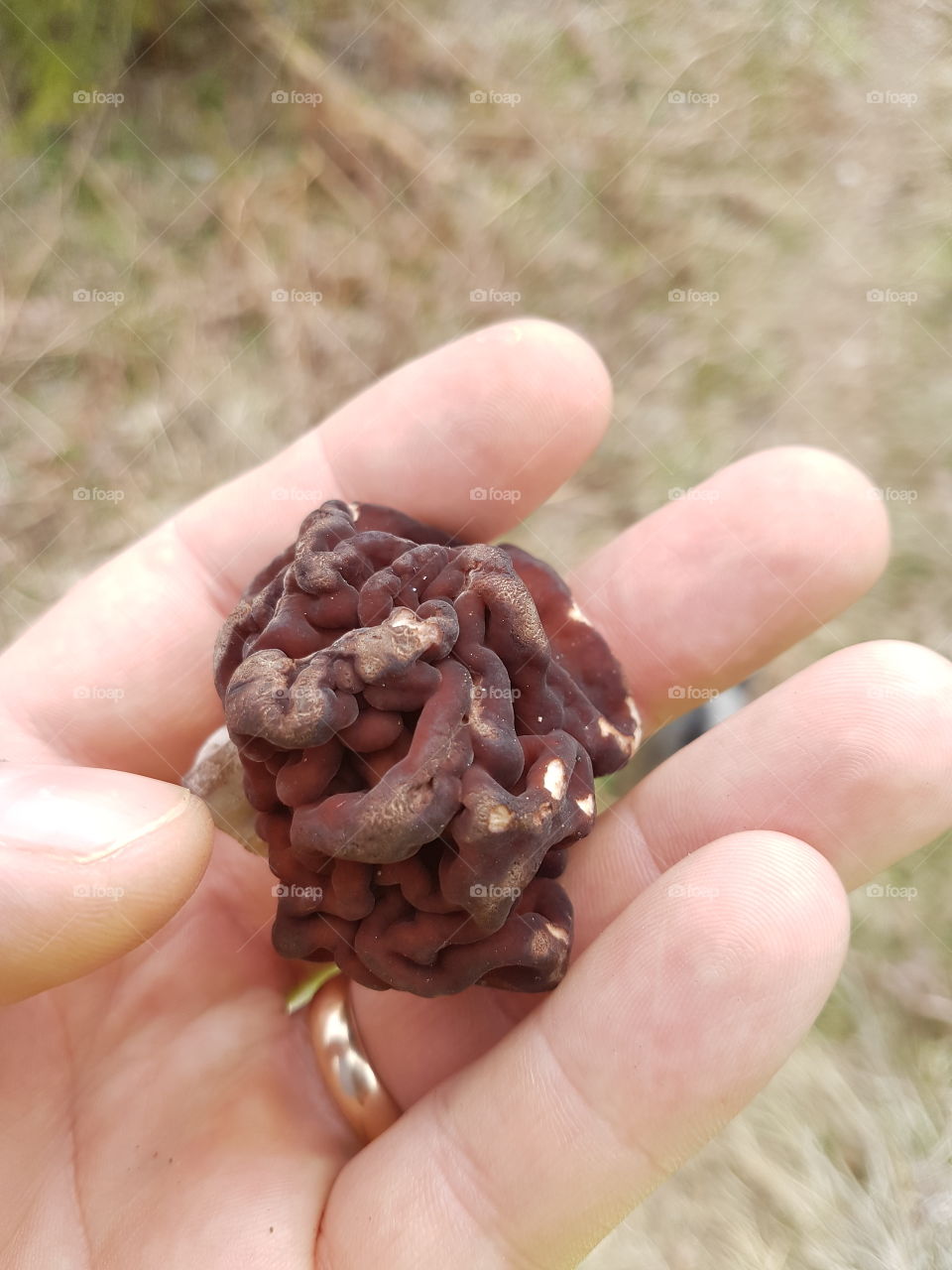 Food, Nature, No Person, Nutrition, Closeup