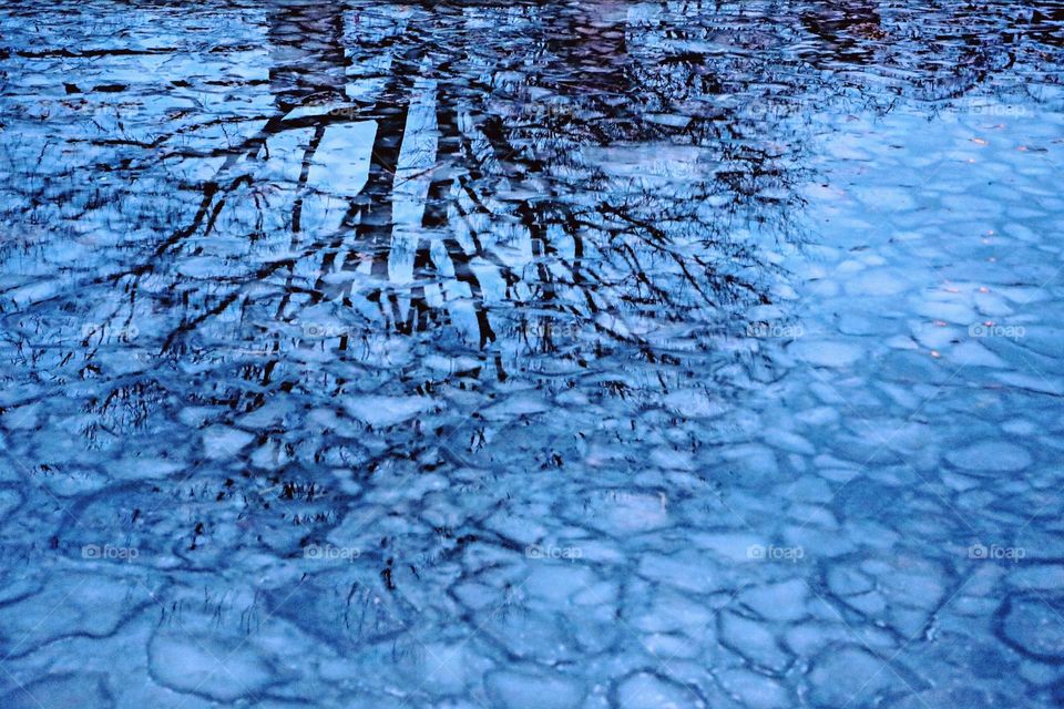 Reflection of tree trunks on ice