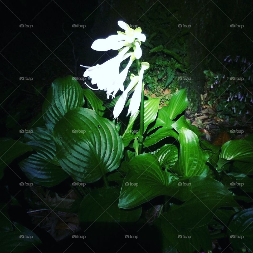 Night flower 