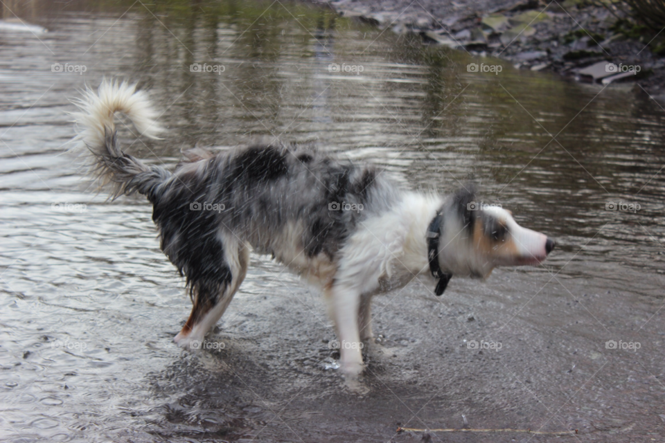 dog water puppy wet by Elina