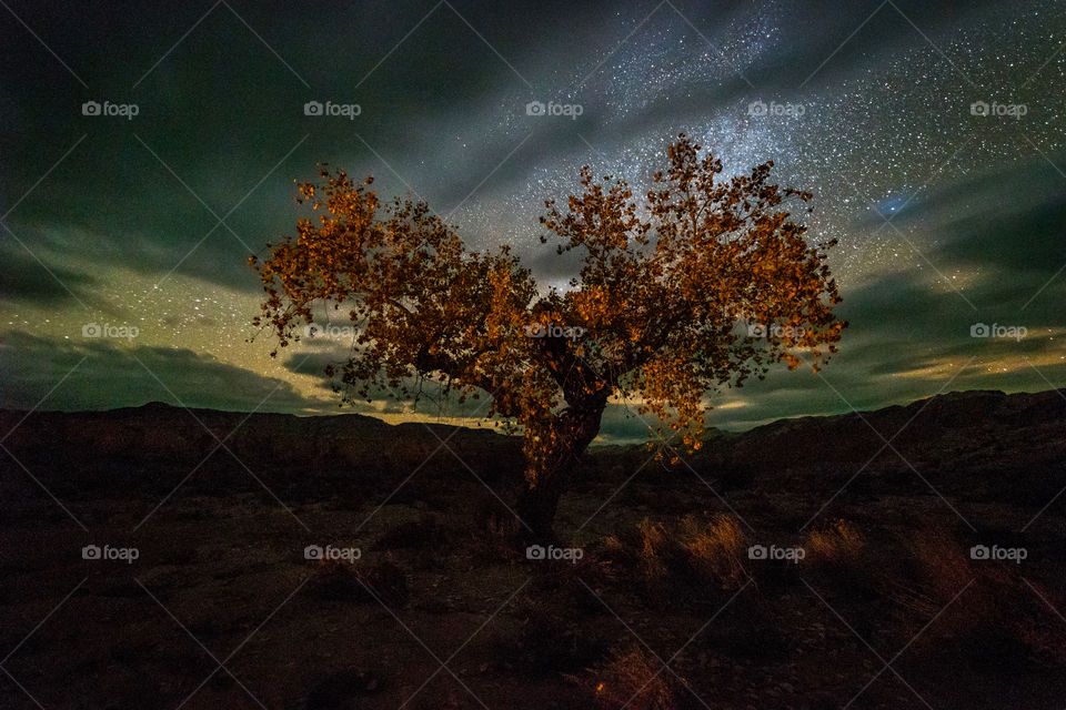 Tree, No Person, Landscape, Fall, Dawn