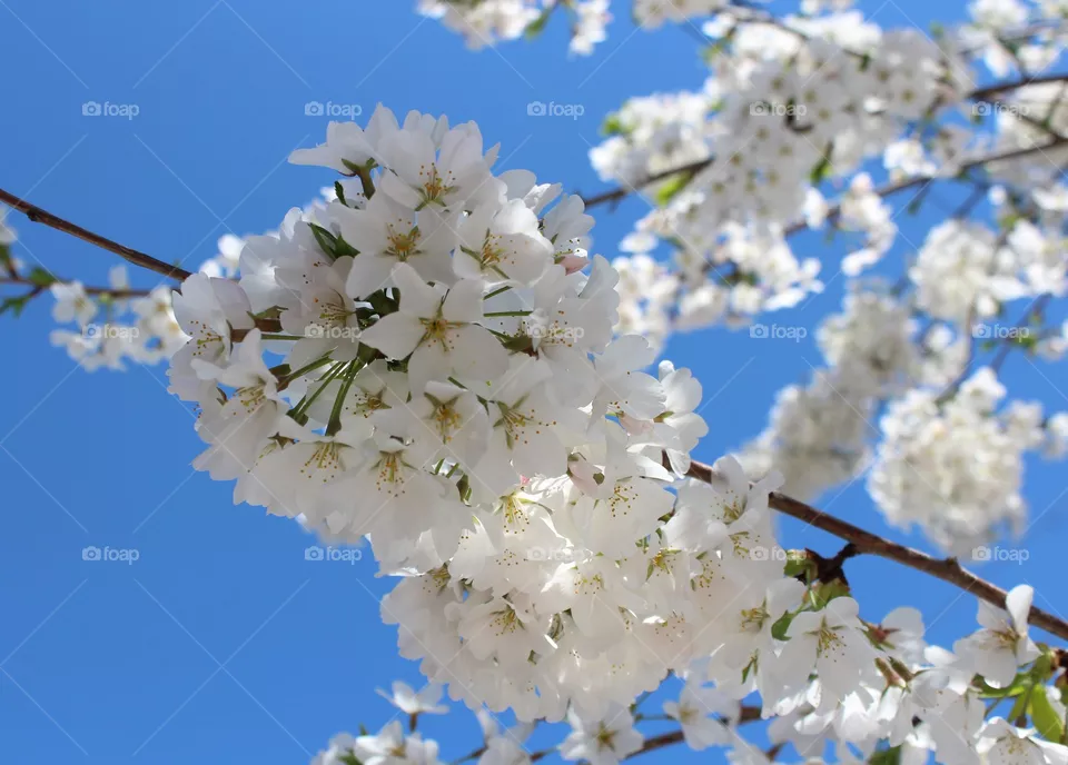 White cherry blossoms against bright blue sky