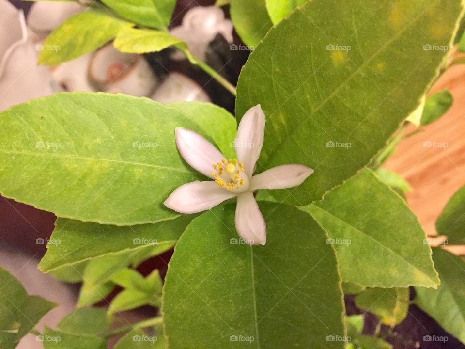 Meyer lemon 
In bloom