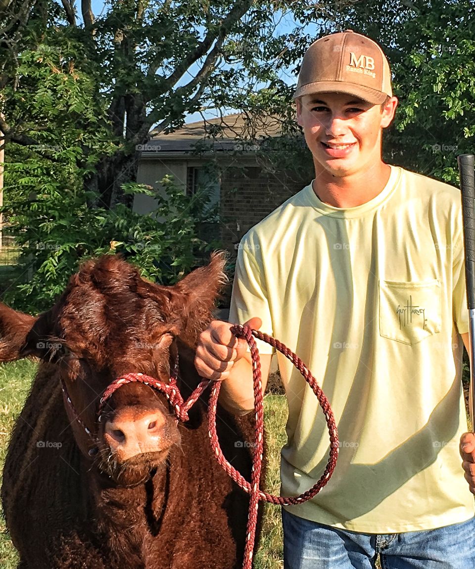 A shorthorn show heifer. She is going to be showed by her FFA student owner. 