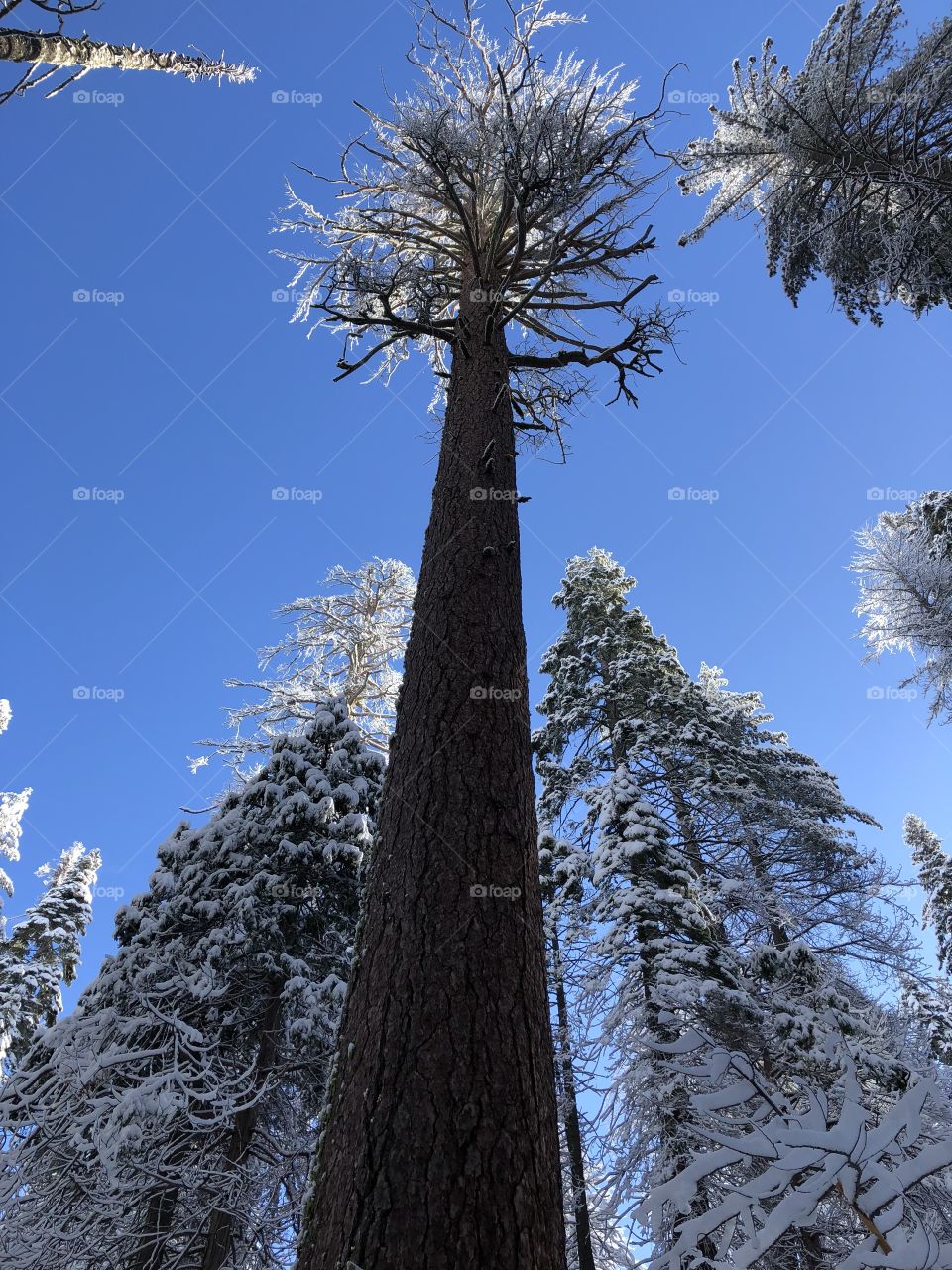 Tree view from the bottom on the winter