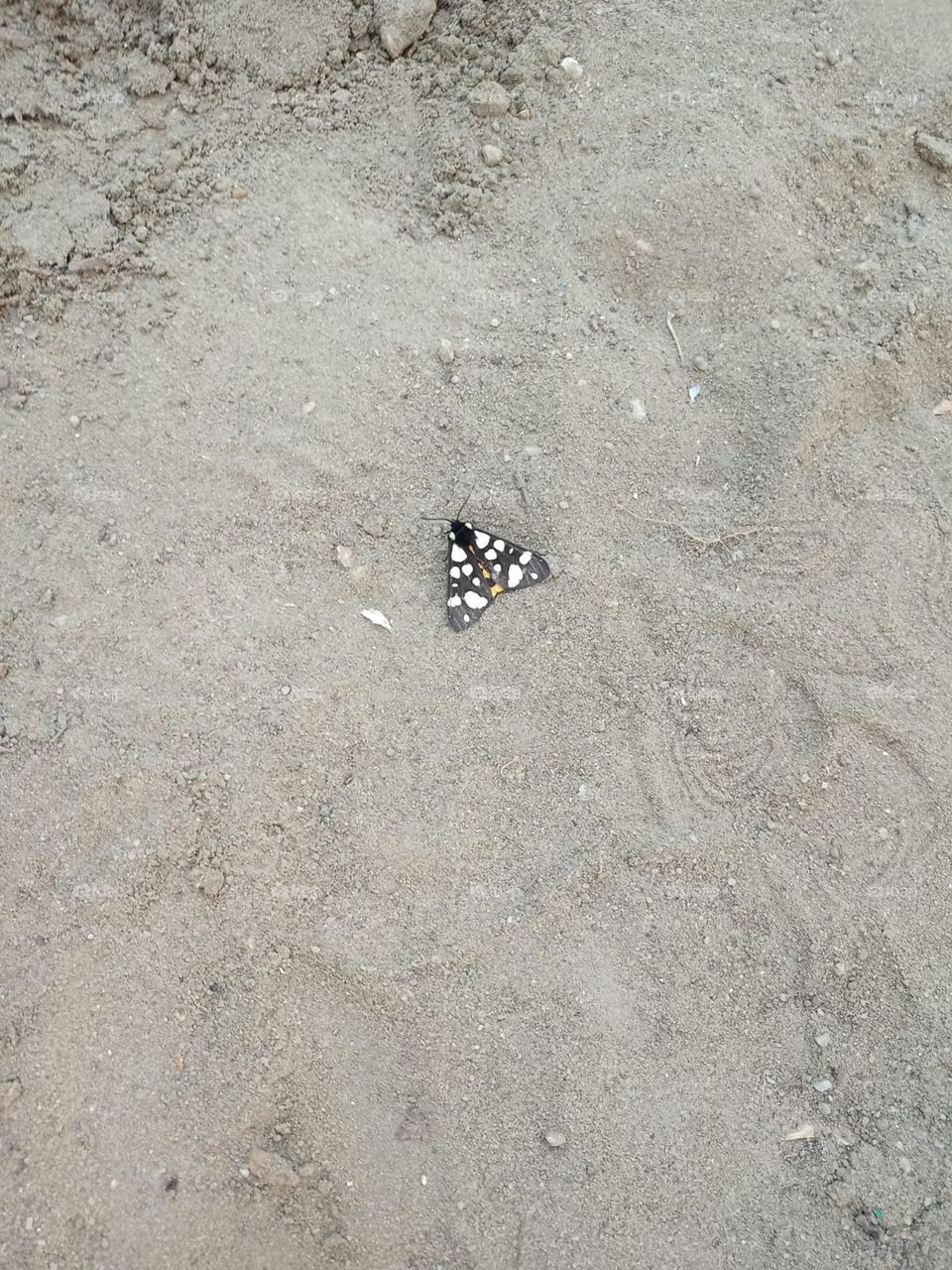 Бабочка "Медведка сельская северная"