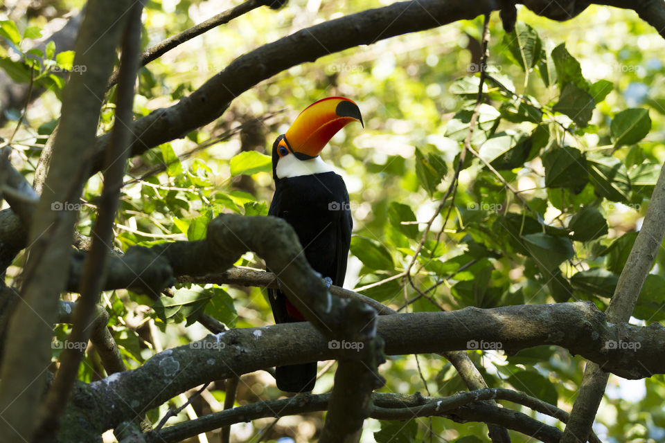 Toco Toucan.