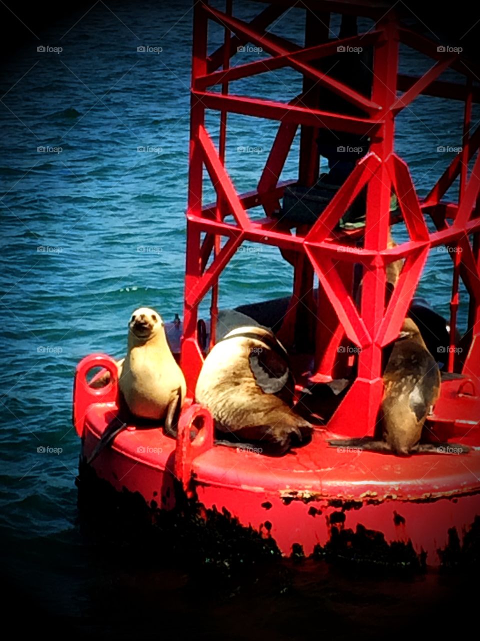 Sea lions