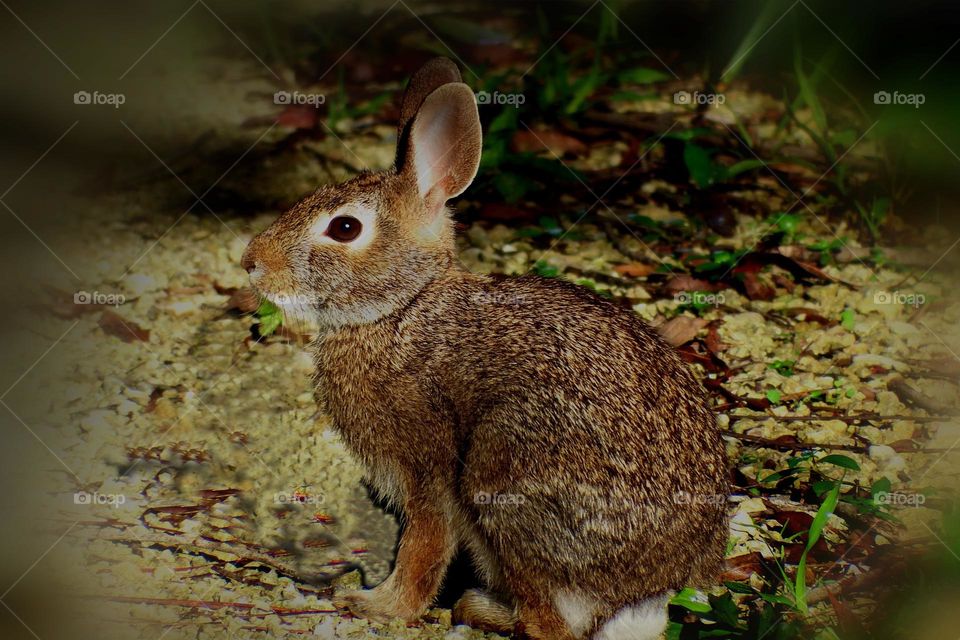 Sunny day for a cotton tail rabbit.