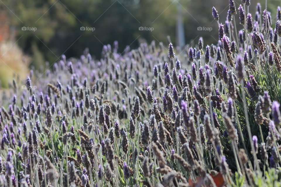 Lavanda