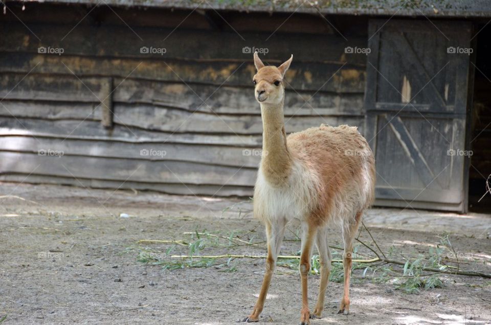 Vicuna at the zoo.