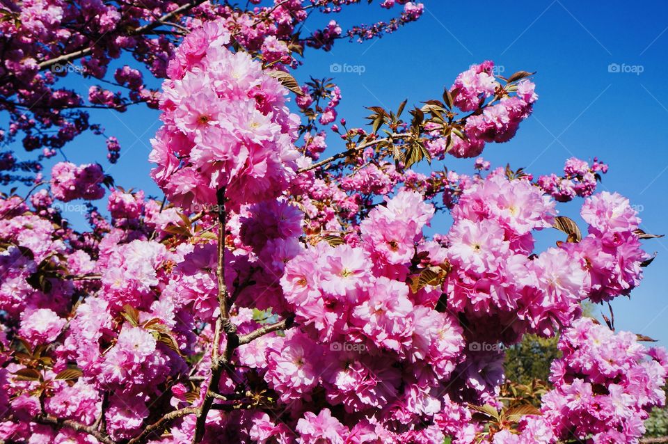 Kwanzan Cherry Blossom 