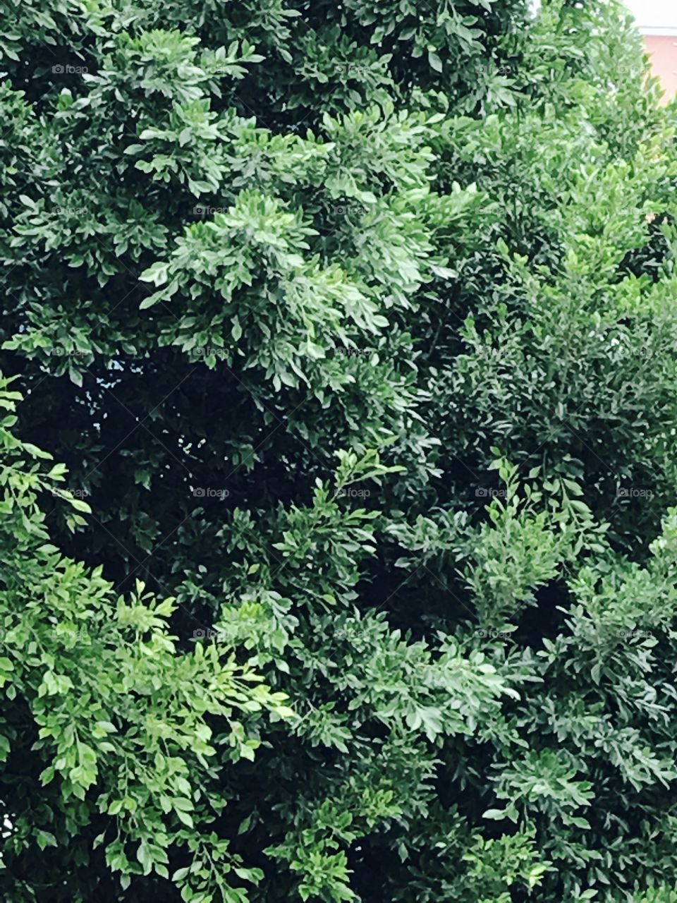 Leaves-tree-green-leaven-nature-background 