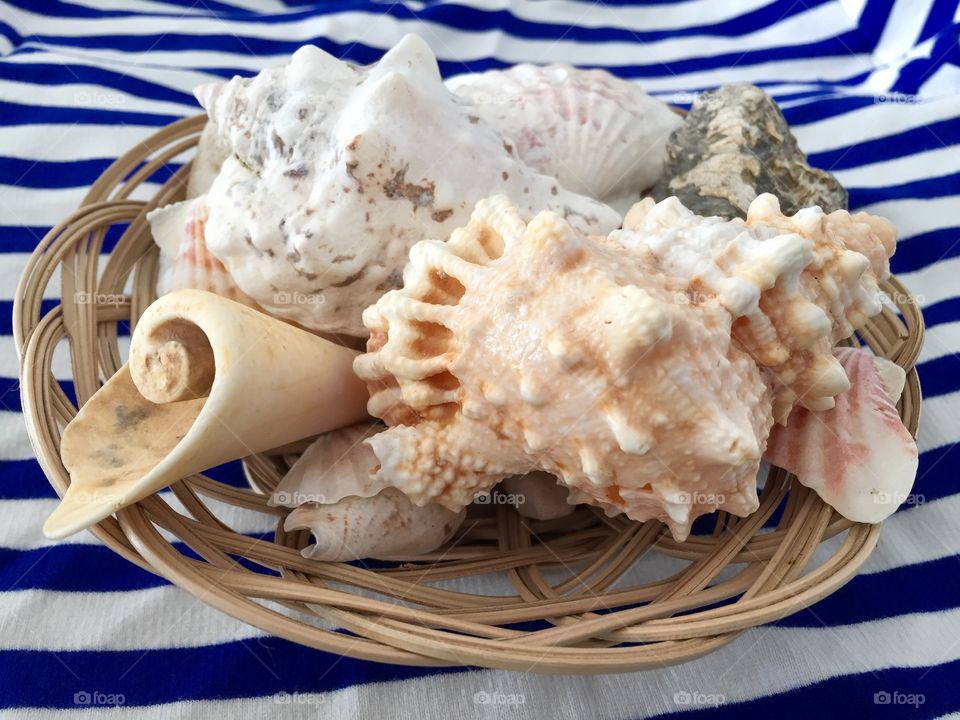 Sea shells in basket