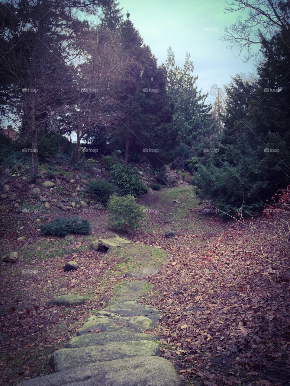 Forrest path - autumn