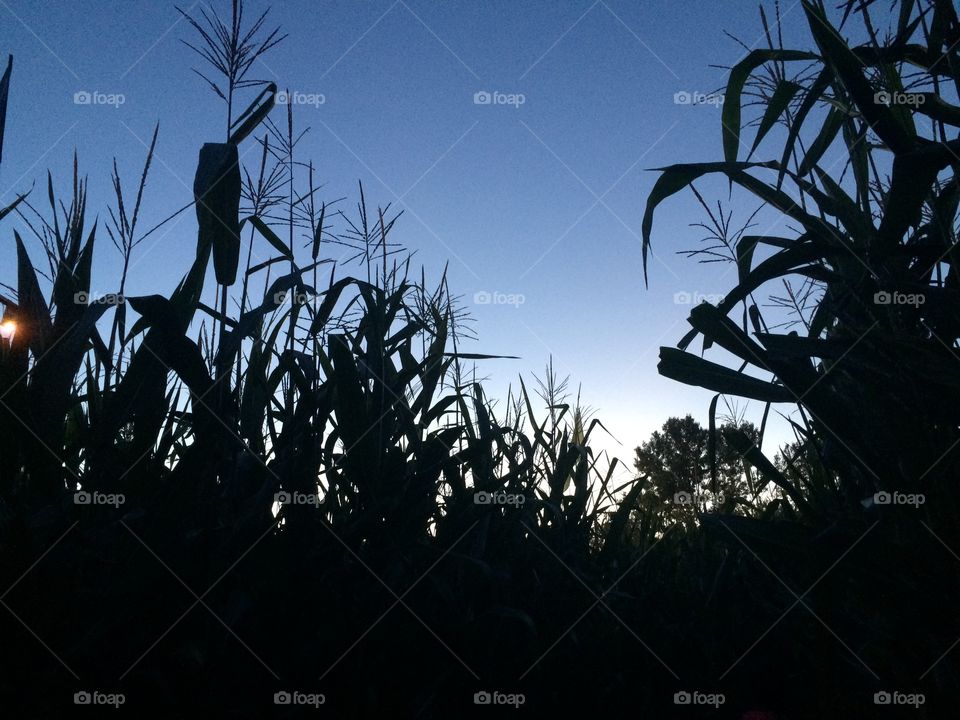 Corn Maze