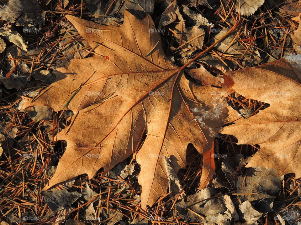 Brown leaves in forest