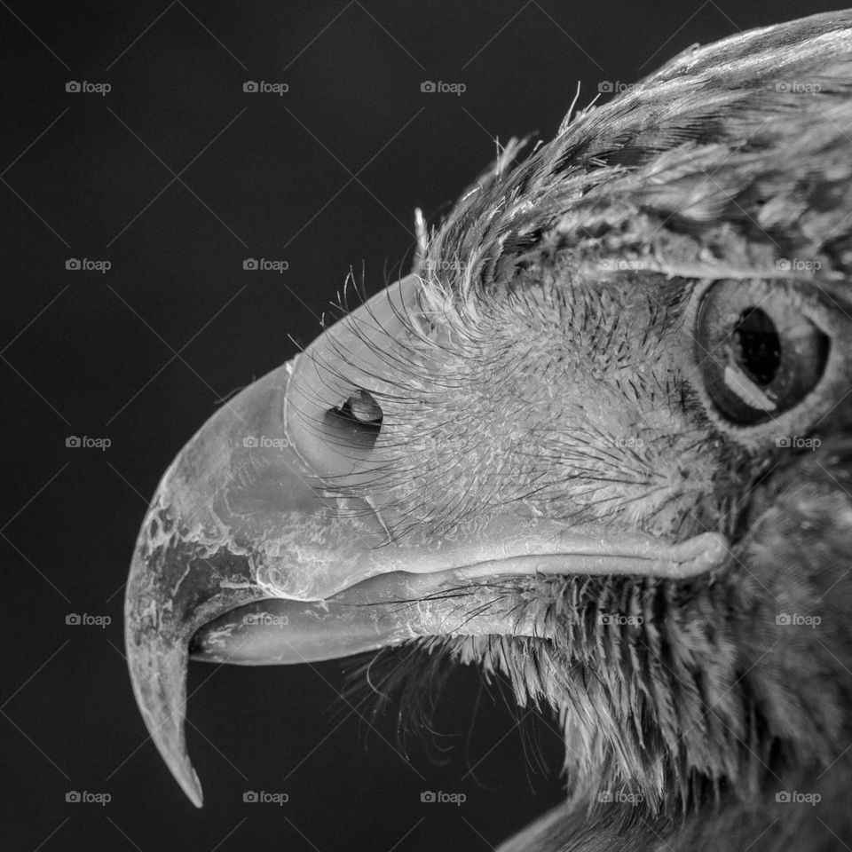 Falcon portrait