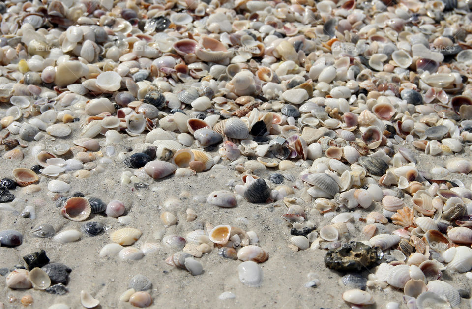 Washed ashore. piles and piles of stranded shells waiting for high tide 