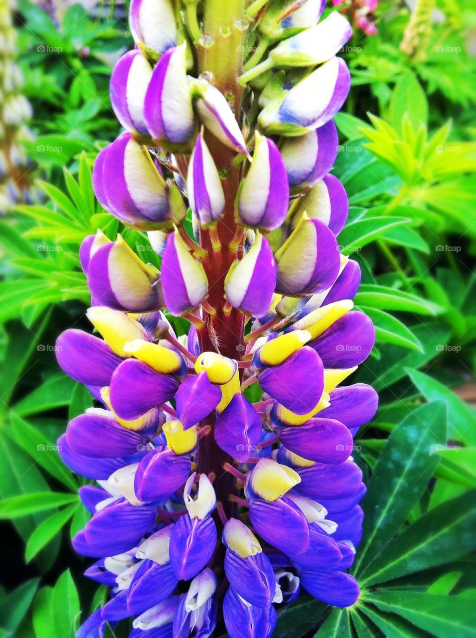 Purple lupin flower