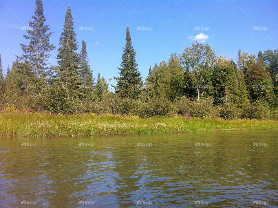 trees water forest river by serenitykennedy