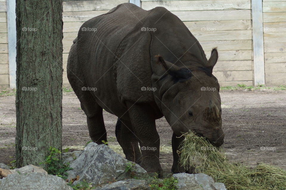 Buffalo zoo rhino