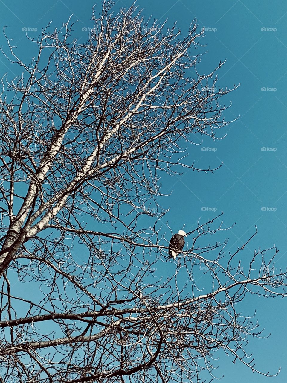 Bald eagle a tree
