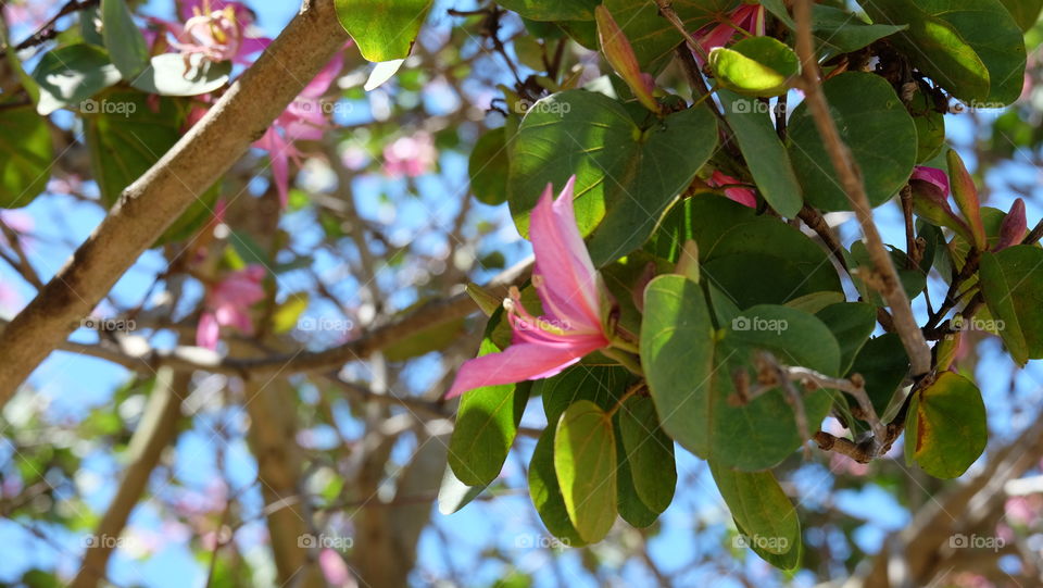 Pink flowers blooming on a sunny day