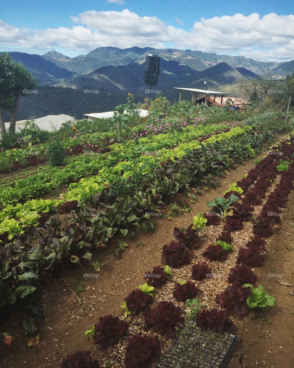 Organic farm - Guatemala