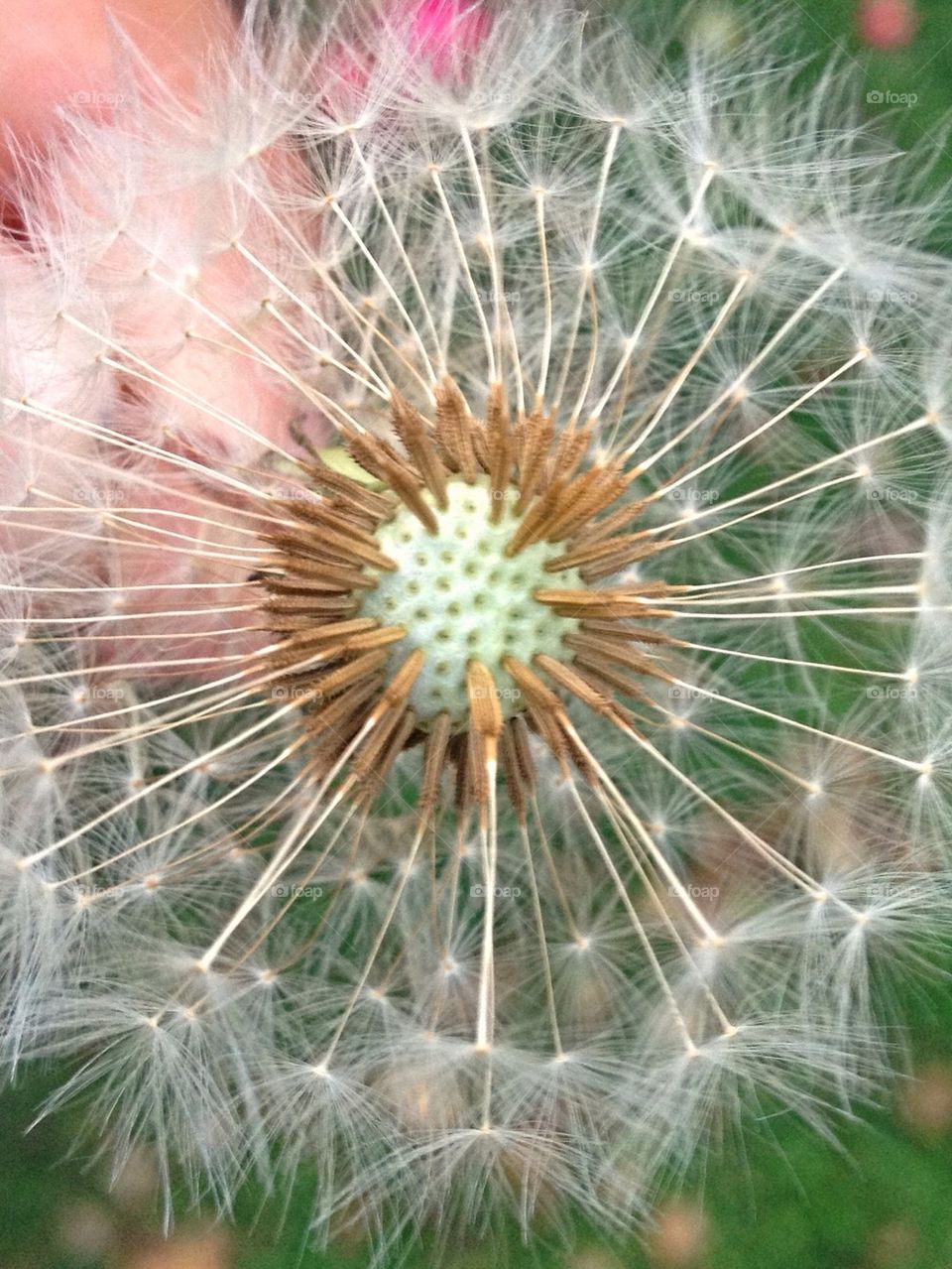 Extreme close-up of dandelion flower
