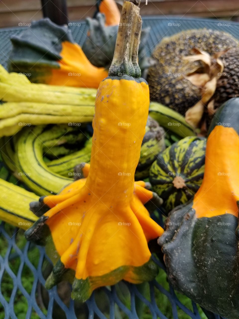 Fall, Pumpkin, No Person, Thanksgiving, Pasture