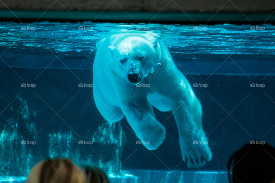 polar bear. swimming bear
