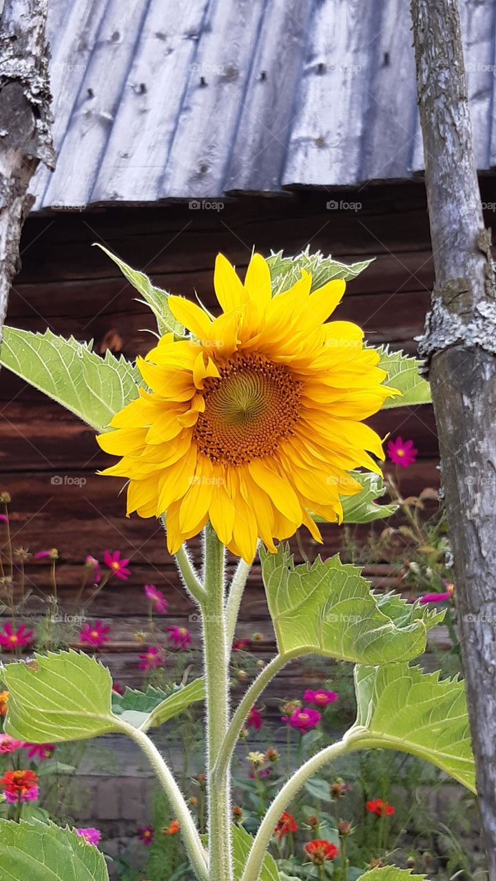 a sunflower on a thick stem with a fuzz against the background of a wooden old cottage in an open-air museum yellow green brown