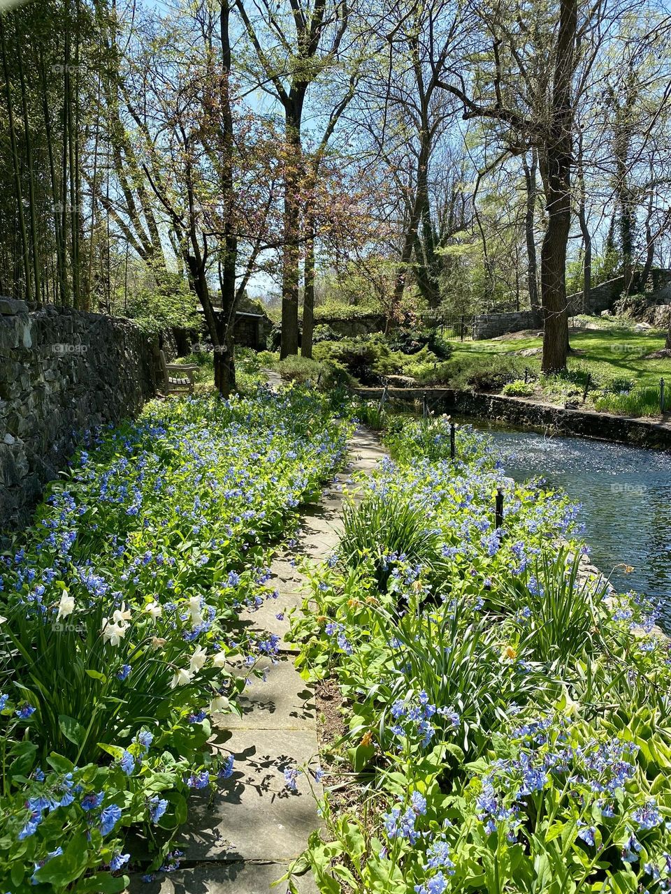 A garden path surrounded by Virginia bluebells going past a pond