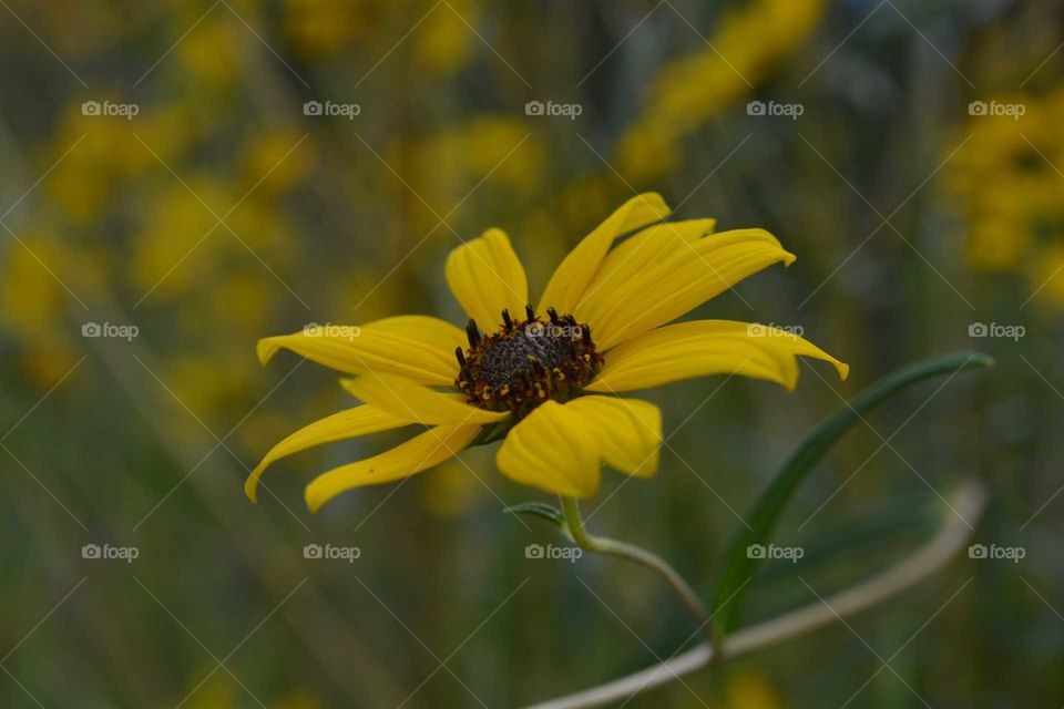 Closeup yellow flower in garden