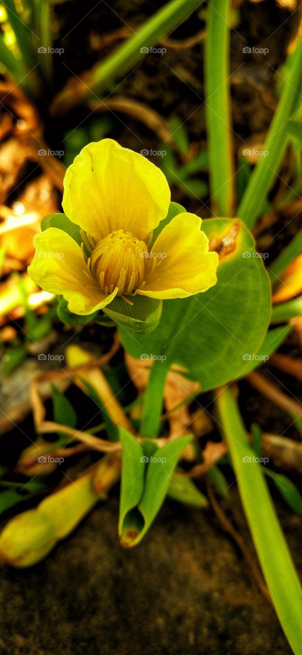 Flower yellow,Natural beauty is better than artificial beauty