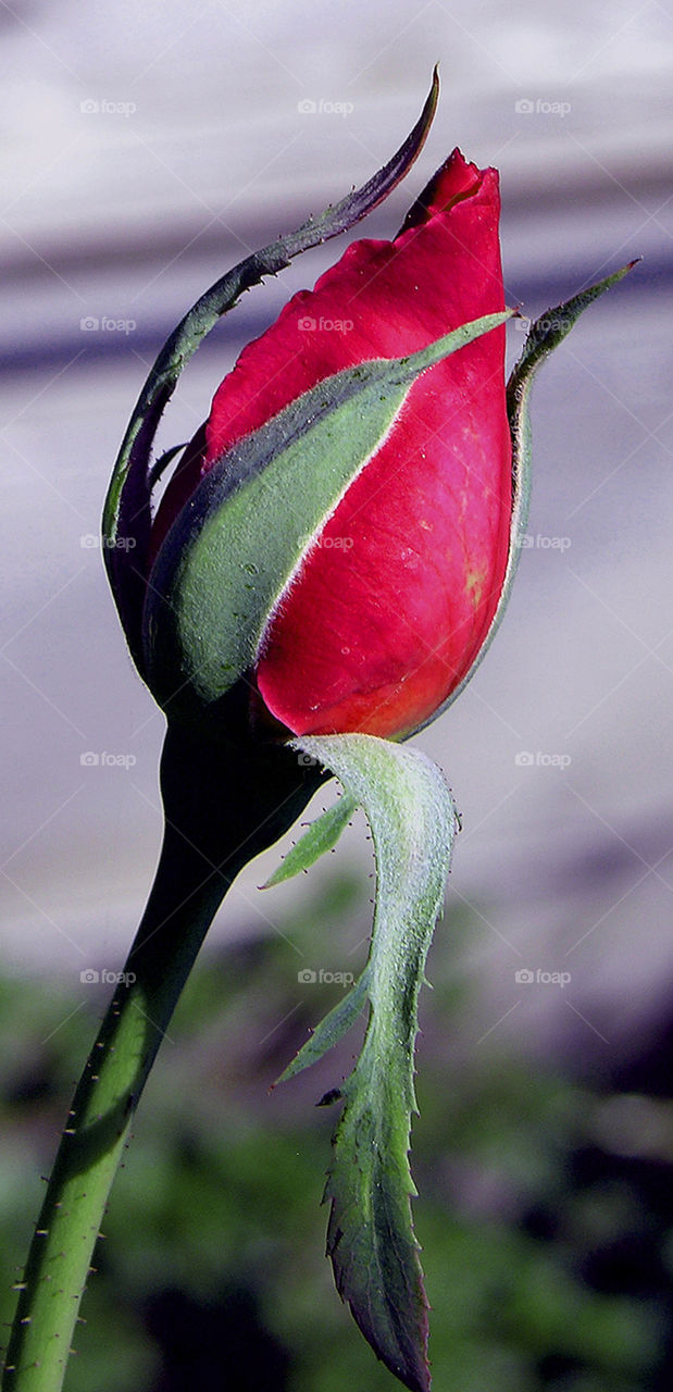 macro love rose california by probie15