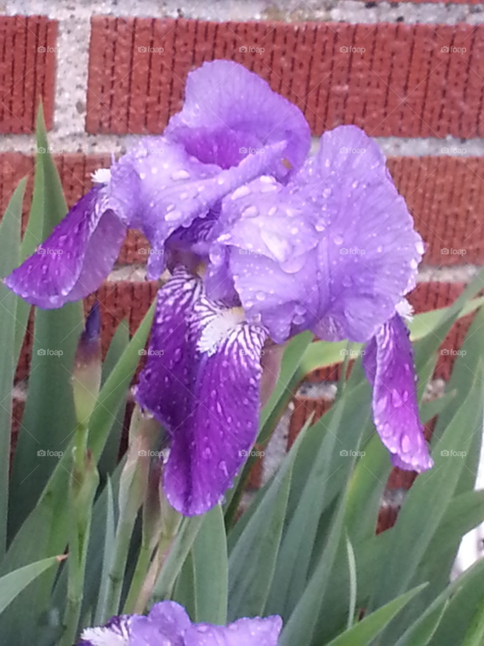 Colors. I love the lovely purple and graceful lines of the iris against the red, rough texture of the brick walls.