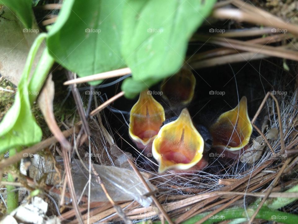 Baby birds in Moms flowers